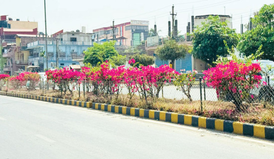 लुम्बिनीमा हरियाली अभियान तीव्र