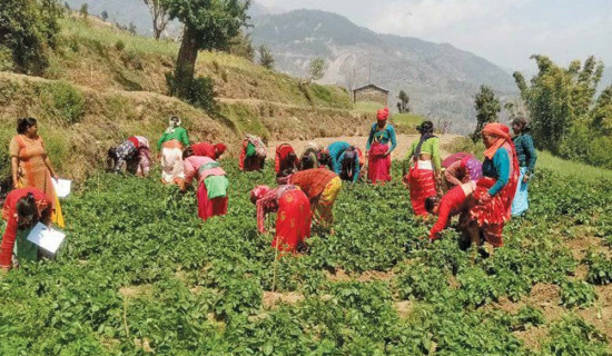 बाजुरामा महिलाको आलु खेतीप्रति आकर्षण बढ्दो