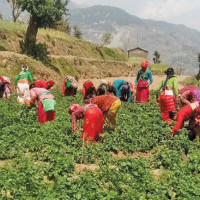 वन्यजन्तु संरक्षण गर्न कृत्रिम ताल निर्माण
