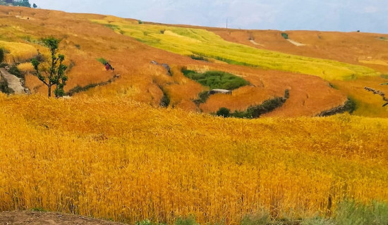 अंग्रेजी माध्यमको विद्यालयमा आकर्षण बढ्दै