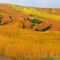 अंग्रेजी माध्यमको विद्यालयमा आकर्षण बढ्दै