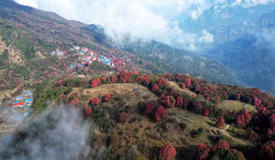 लालीगुराँसको जङ्गल घोडेपानी