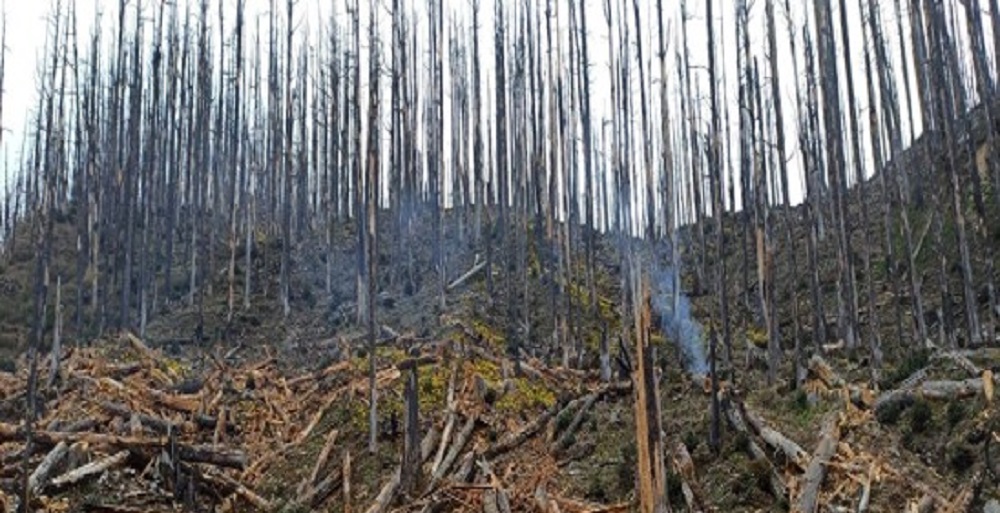 गतलाङ क्षेत्रमा ‘ड्रोन’बाट वनस्पतिका बीउ छरिदै