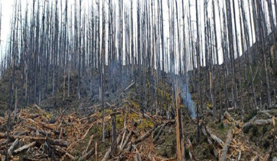 रोजगारी सिर्जना गर्न नयाँ कार्ययोजना