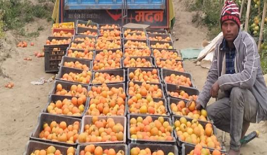 गोलभेडाले टापुका किसानलाई राम्रो आम्दानी