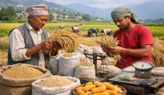 तीस दिनभित्रै मुख्य खाद्यान्न बालीको मूल्य निर्धारण गरिने