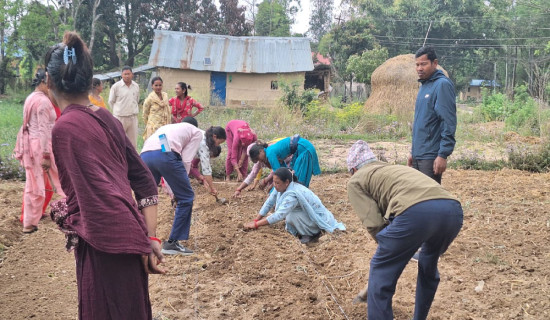 जलवायु मैत्री खेतीका लागि किसानलाई मल्चिङ प्रविधि तालिम