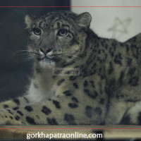 लाओसलाई हराउने लक्ष्यका साथ मैदान उत्रन्छौँ : प्रशिक्षक एरेना