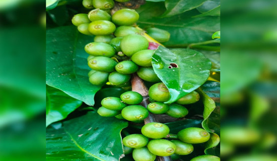 सिन्धुपाल्चोकमा कफी खेती विस्तार