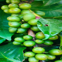 दीपक खरेलको एकल साँझ ‘इकोज अफ इटरनिटी’ हुने