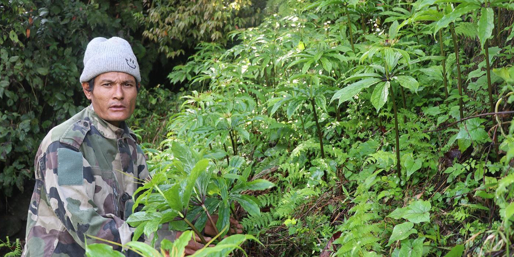 धवलागिरिकोे माकुसका किसान व्यावसायिक जडीबुटीखेतीमा आकर्षित