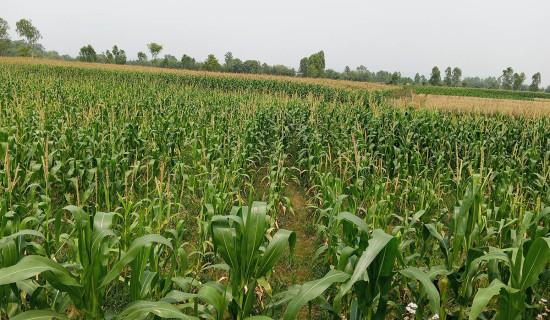 चैते वर्षाले सर्लाहीका किसान खुसी, खेतीपातीको चटारो