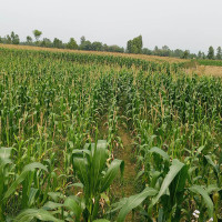 जलेकामध्ये साढे सात हजार मिसिल प्राप्त