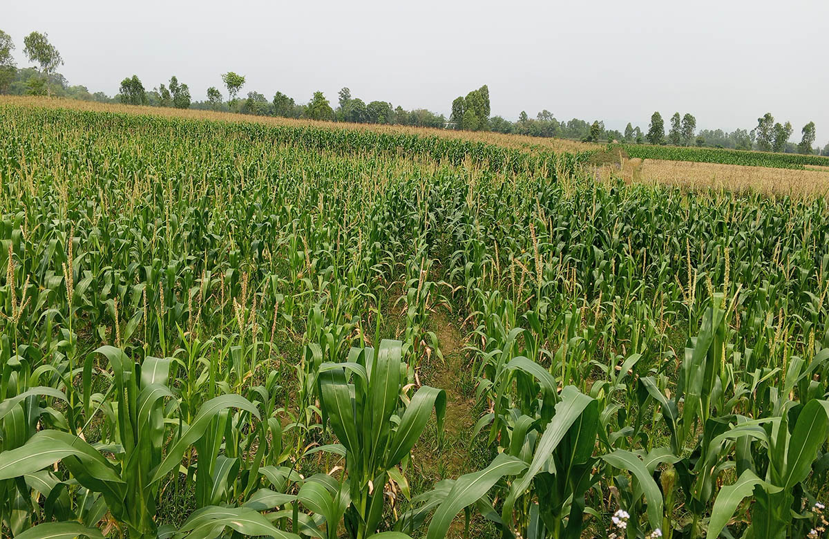 चैते वर्षाले सर्लाहीका किसान खुसी, खेतीपातीको चटारो