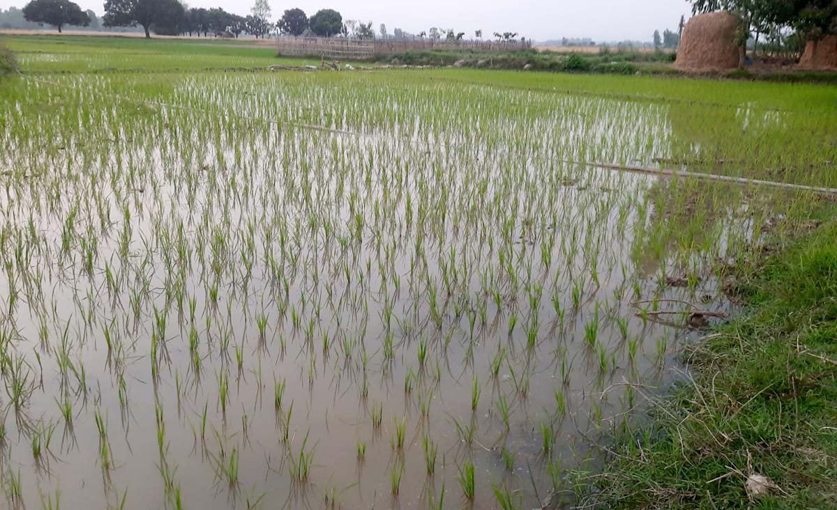 सप्तरीमा १४ हजार मेट्रिक टन चैते धान उत्पादन हुने अनुमान