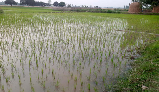 बहसमा स्थानीय सरकार