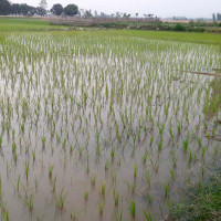 फूलबारी रिसोर्ट