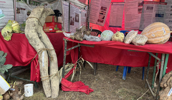 ५० किलोको तरुल उत्पादक कृषक सारू पुरस्कृत