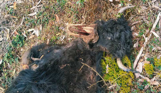 वन कुकुरले याक मारेपछि किसान चिन्तित