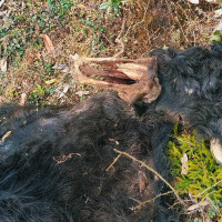 कांग्रेसले सातै प्रदेशमा निर्वाचन समीक्षा गर्ने