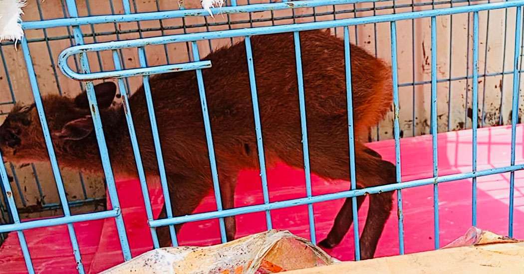 उद्धार गरिएको मृगको बच्चालाई थप उपचारका लागि कास्की पठाइयो