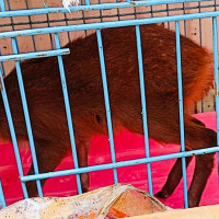 सामूहिकतामा विश्वास गर्ने चेपाङ