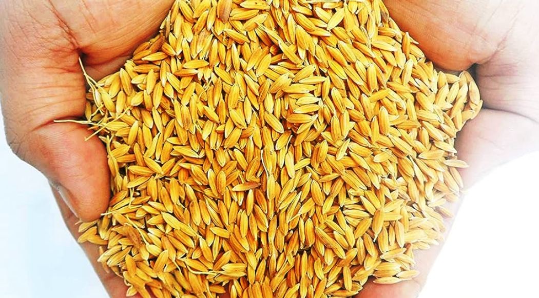 किसानलाई अनुदानमा उन्नत जातको धानको बीउ