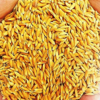 फागुन २० गतेदेखि मतदान सम्पन्न नहुँदासम्म सवारी साधन सञ्चालनमा रोक लगाइने