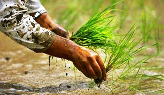 ताप्लेजुङमा पुँजीगत बजेट खर्च निरासाजनक