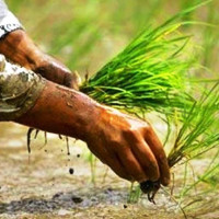 तिला नदीमा बेलिब्रिज बन्ने