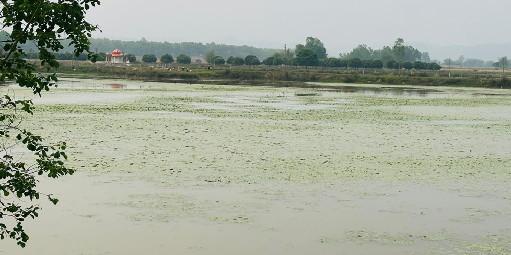 ओझेलमा देवीदह, संरक्षण नहुँदा चराको बासस्थान मासिँदै