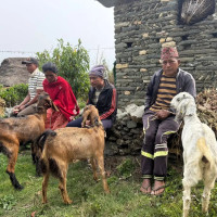 पोखरामा ट्रान्सपार्टी गर्ने ३८ जना पक्राउ