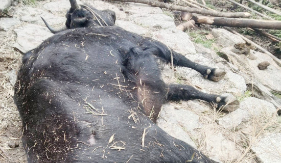 अज्ञात रोगले चौंरी मर्न थाले, किसान चिन्तित