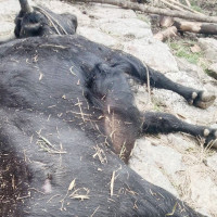 मेची राजमार्गमा सडक र विद्युत ६ घण्टा बन्द