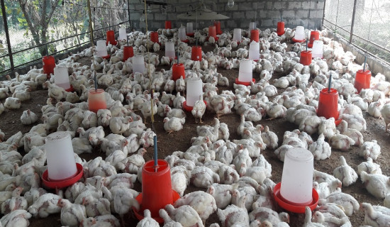 लमजुङमा बाहिरबाट कुखुरा–अण्डा ल्याउन प्रतिबन्ध