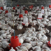 आजको राशिफल