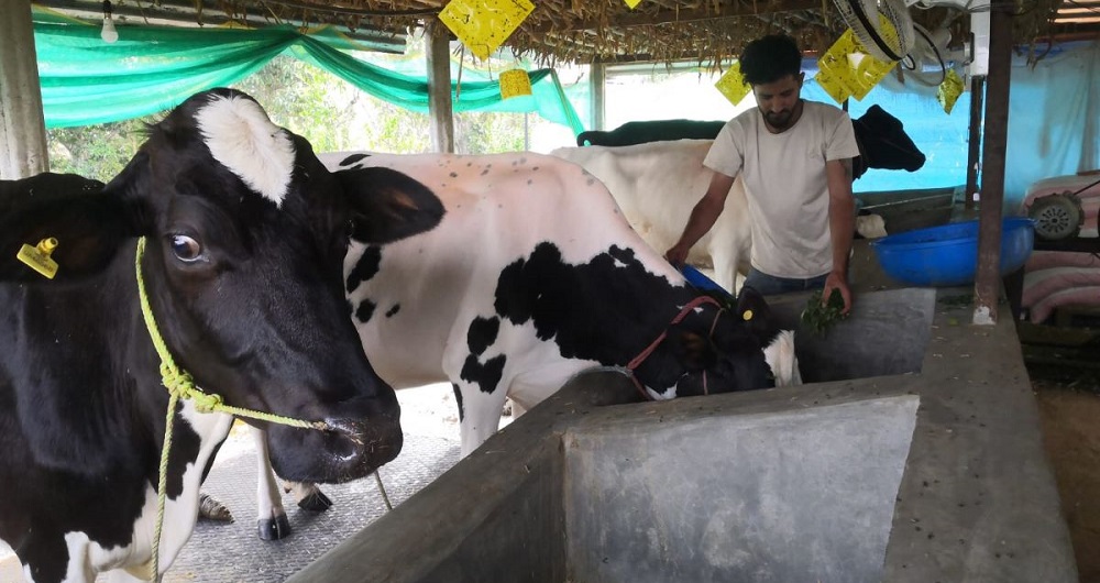 गाईपालनप्रति युवाको आकर्षण बढ्दो