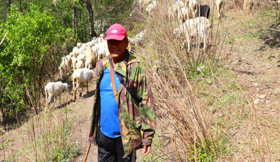 करिब  एक करोड लगानी गरेर भेडाबाख्रा फार्म खोलेका हिमबहादुर