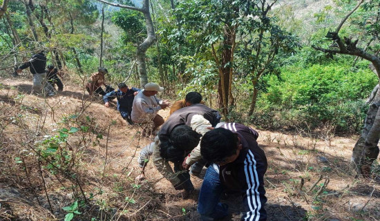 कपुरकोटमा अटो दुर्घटना, पाँच जना घाइते