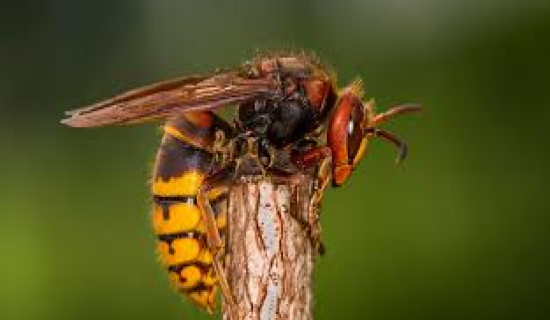 अरिङ्गालले टोकेर एक घाइते