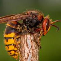 शिक्षक विद्यार्थीलाई न्यानो कपडा