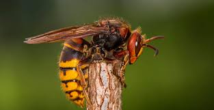 अरिङ्गालले टोकेर एक घाइते