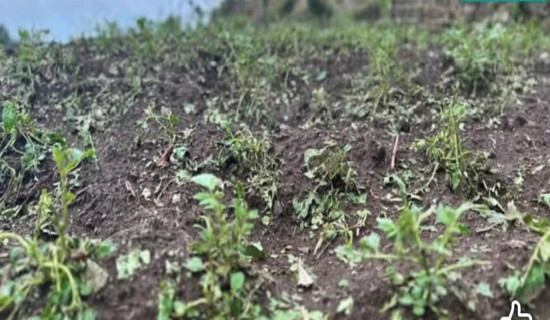 दोलखाको एवोमा लाखौँको आलुखेती नष्ट, किसान चिन्तित