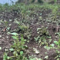 अन्तर्राष्ट्रिय लेखा परीक्षणको कसीमा पर्दै दस वाणिज्य बैङ्क