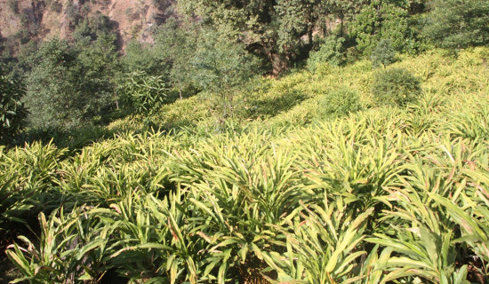 डिजिटलतर्फ सङ्गीत उद्योग