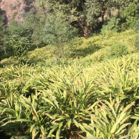 सबै धर्म संस्कृतिको जगेर्ना प्रदेश सरकारले गर्छ : मुख्यमन्त्री कार्की