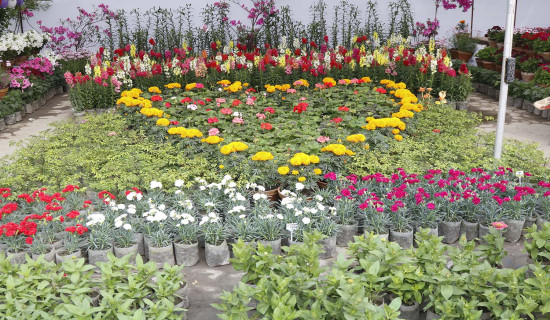 काठमाडौँ–१० मा स्थानीय उम्मेदवारका स्थानीय ‘एजेन्डा’