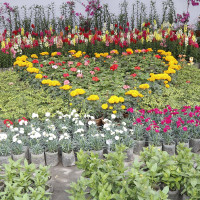 मतदाता नामावली बनाउन युवाहरु उत्साहित