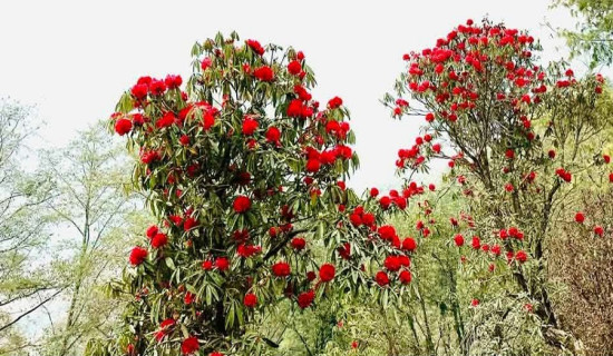 लिम्बू भाषामा समाचार वाचन गर्ने सञ्चारकर्मीलाई सम्मान