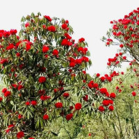 बालिका करणी आरोपमा पक्राउ